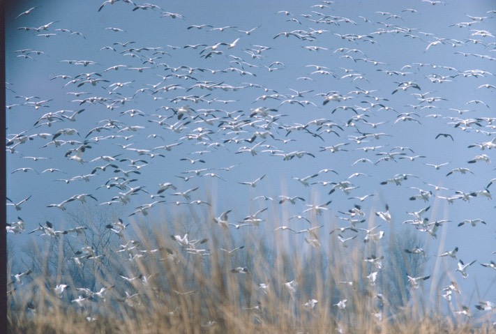 SactoSnowGeese