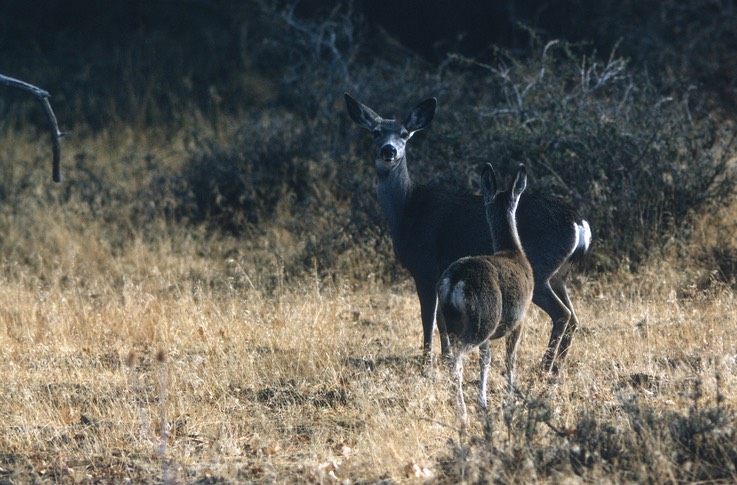 TejonRanch1-1972