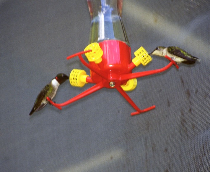 Hummers