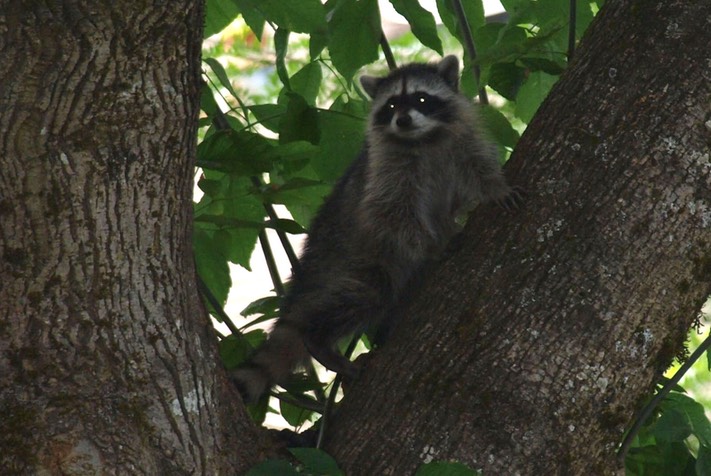 Raccoon2