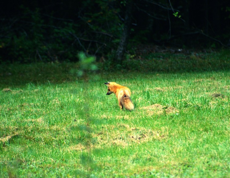 CampFox5-1997