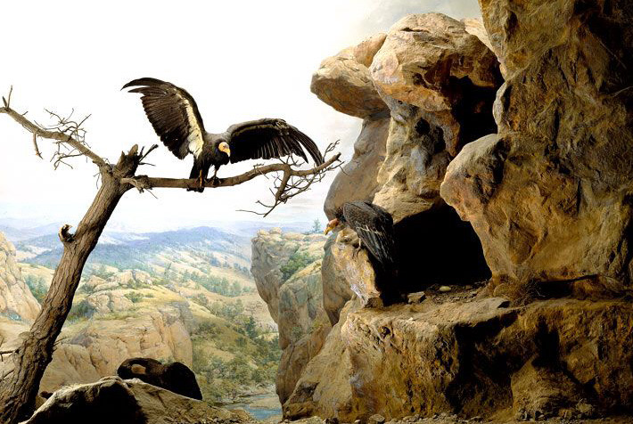 CAScondordiorama