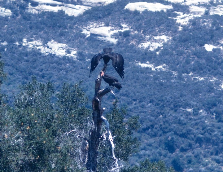 Favs-condor1