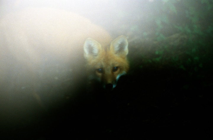 Favs-fox2