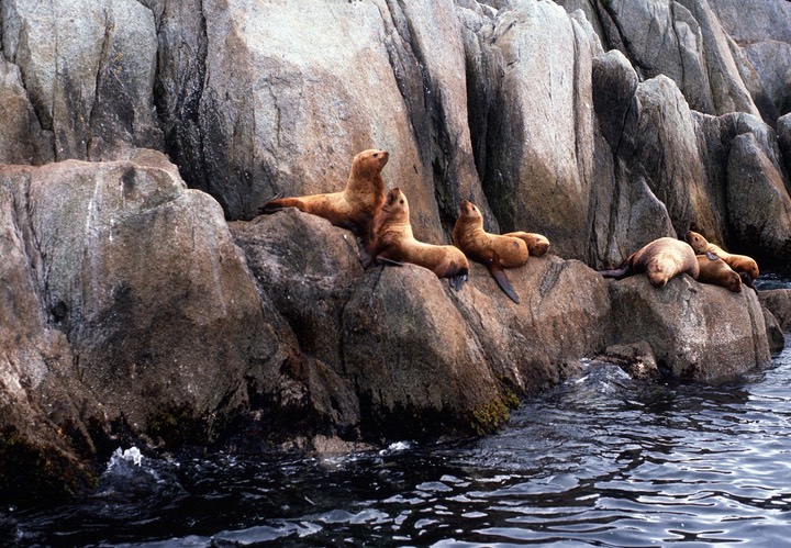 Favs-sealions