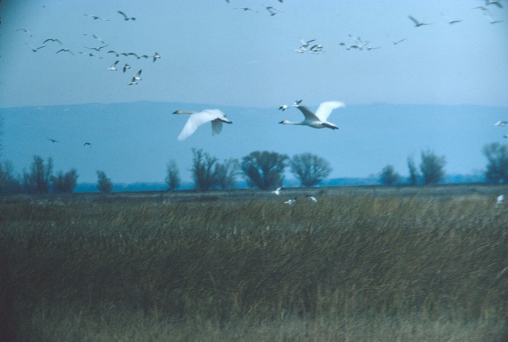 Favs-swans