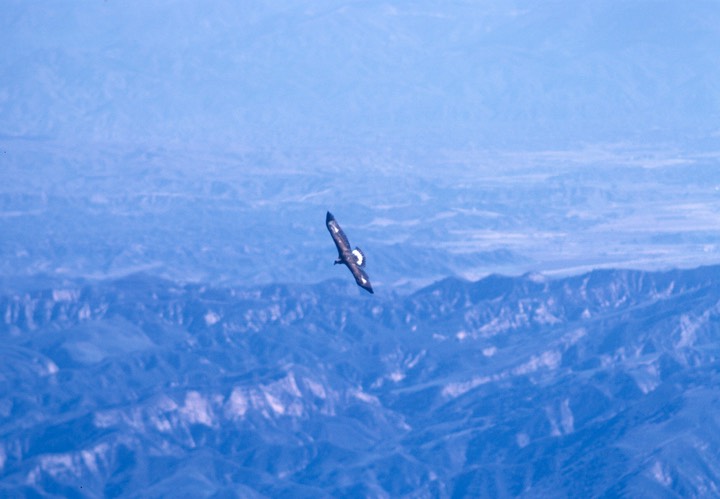 GoldenEagle