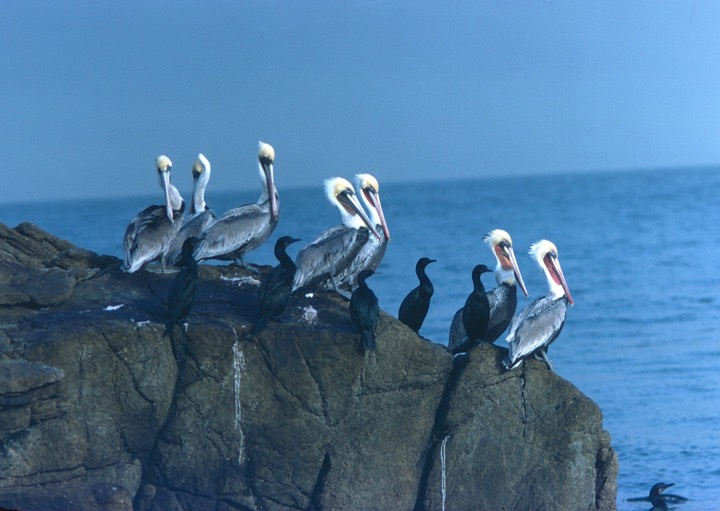 Favs-pelicans